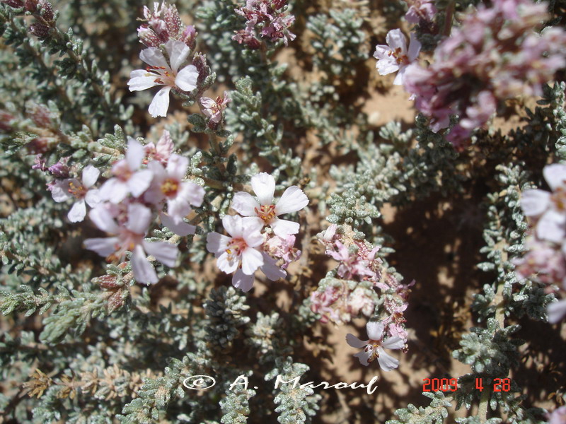 Frankenia thymifolia